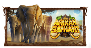 African Elephant™